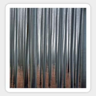 Forest Illusions- Poplar Forest Sticker